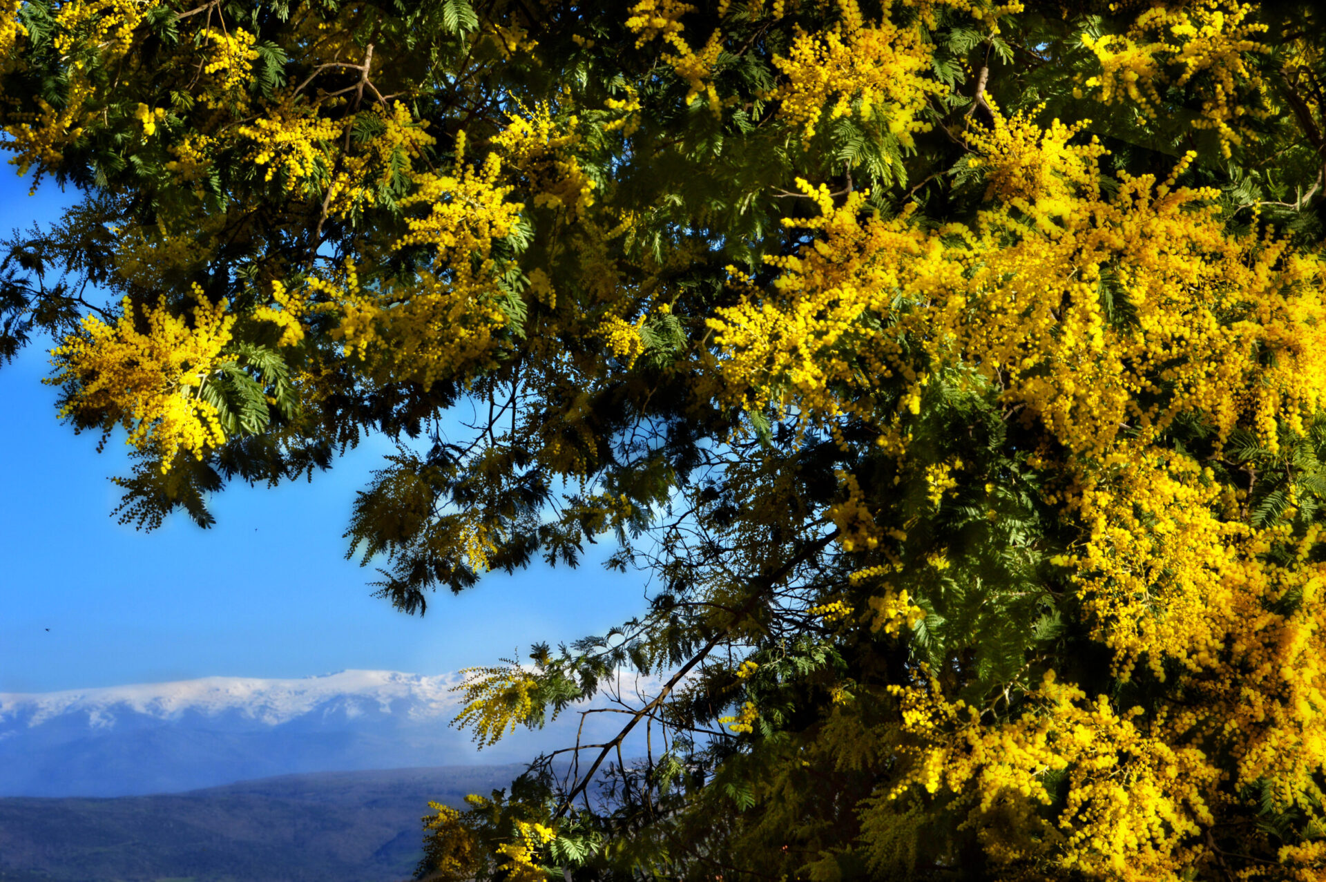 mimosas de madroñal sf