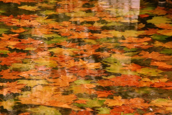 5 Hojas en la fuente, fotografía de José Amador (España)