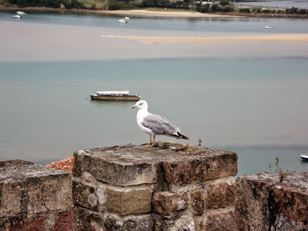 6 Gaviota en San Vicente de la Barquera